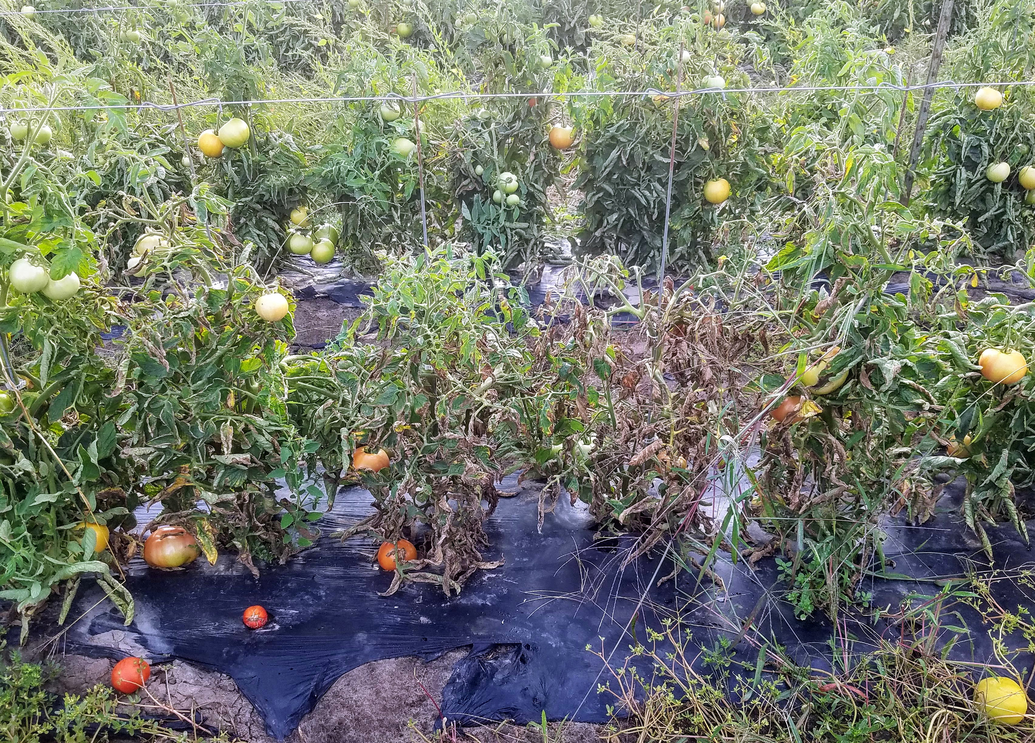 Bacterial canker symptoms on tomato